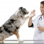 Atendimento e cuidado em negócios para animais de estimação